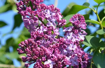 Lilas