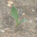 Mon parterre de Muguet