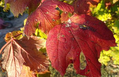 Mes souhaits pour l'automne