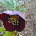 En hiver cet Hellébore éclaire un massif du jardin