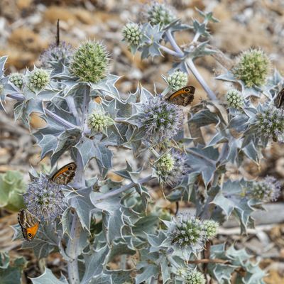 Papillons sur un chardon