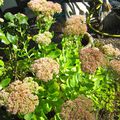 - FLEURS DE MON JARDIN -SEDUM ou ORPIN -