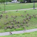 Tellement de bernaches près du parc à proximité