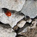 La bête à bon Dieu (coccinella septempunctata)