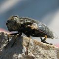 Eristalinus (sepulchralis ou aeneus) femelle ( Syrphidae)