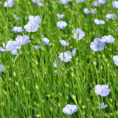 Découverte ... Le Festival du Lin !