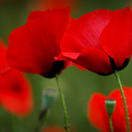 Des petites brunes en Poppy