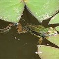 Des grenouilles dans mon bassin, que faire ? 