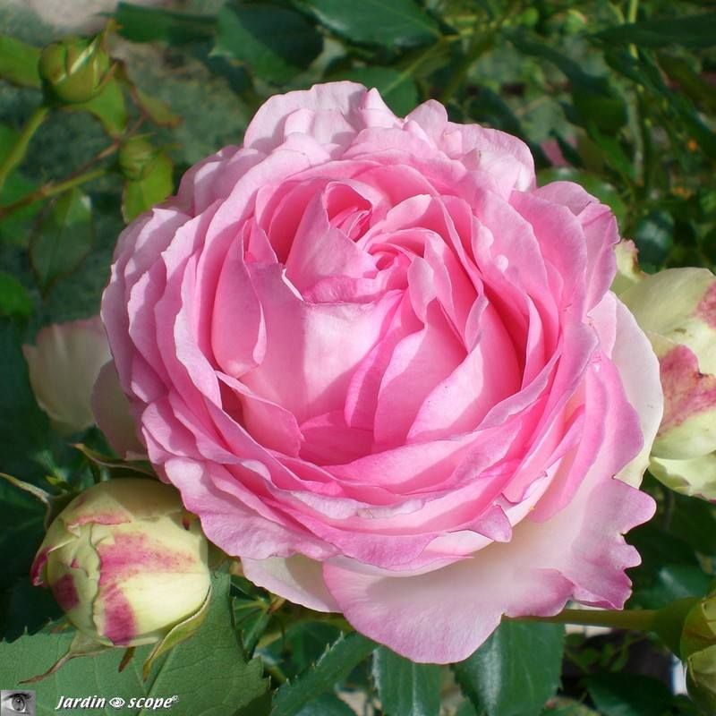 Rosier Pierre de Ronsard