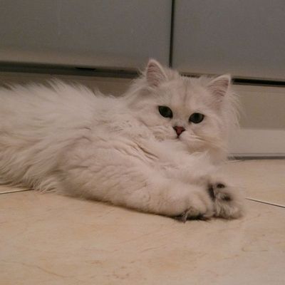 Demi-Lune de Calice Angels