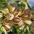 La pistache. La noix passion. Il y a 9 millénaires.