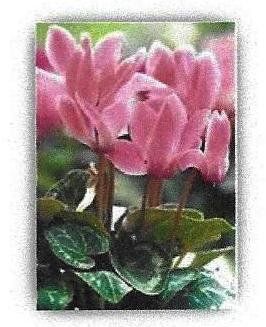 Il giardino di Lorna Bateman – 10a puntata