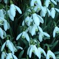 Perce-neige (Galanthus nivalis)