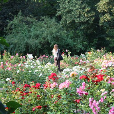 Jardin botanique - Ogród Botaniczny