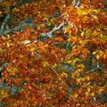 Couleurs d'Automne... 7