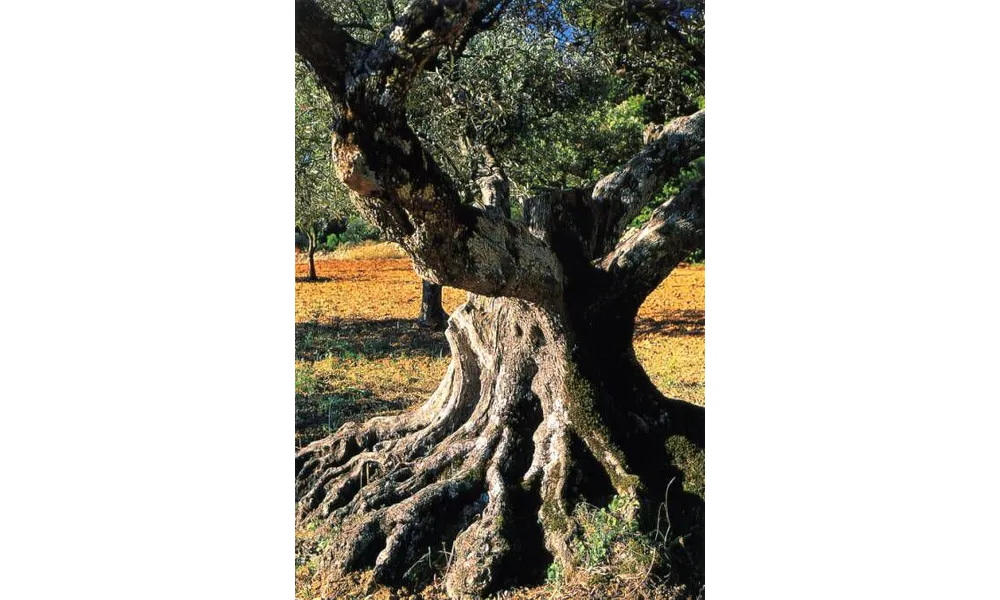 Les oliviers et la cueillette des olives (l'olivado)