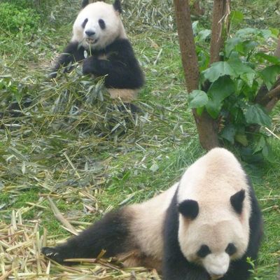 Chengdu –Xi’an part 3