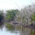 Florida 2: The Everglades