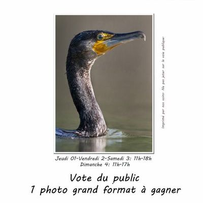 Exposition du club de Romilly sur Seine