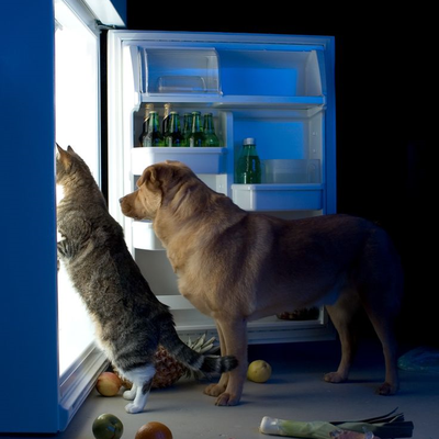 Réchauffement climatique. Attention aux coups de chaleurs ! Animaux domestiques