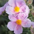 Fleurs de ciste en Provence ...
