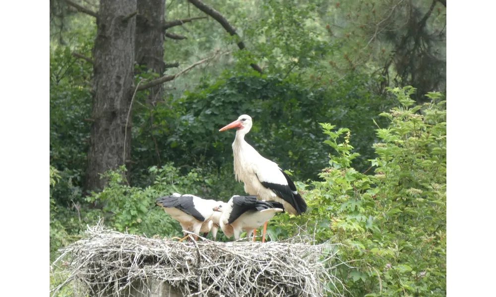 Le Marquenterre randonnée dans le parc ornithologique