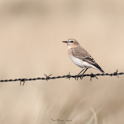 Fin d'été en Aubrac - 2ème épisode