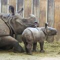 Rhinocéros indien : naissances en Normandie et en Pologne