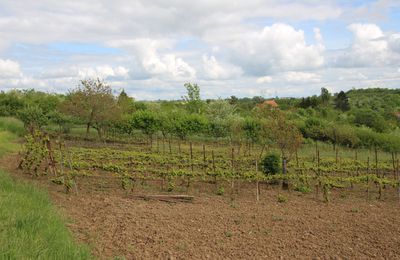 L'entretien des vignes est terminé !