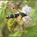  PAPILLONS DE L'ÉTÉ, QUELQUES UNS ...