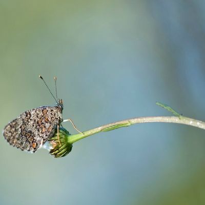 Papillons et libellules !!!