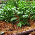 Pomme de terre : La conservation des sols.