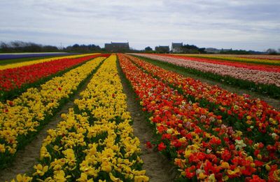 Les champs fleuris