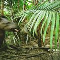 6 animaux remarquables (et menacés) de la forêt amazonienne