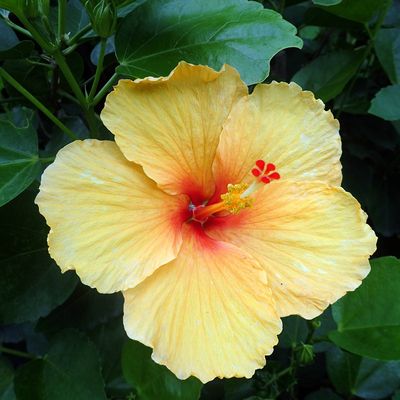 Dimanche 24 janvier 2016 : Guadeloupe