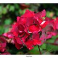 Hortensias roses