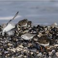 bécasseaux sanderling