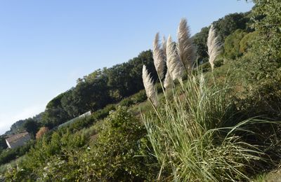 Les graminées ornementales remplacent la pelouse , les fleurs....