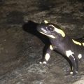 Une Salamandre tachetée, jaune et noire, pour 
