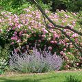  Les Rosiers du Jardin des Charrières