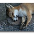 Renard