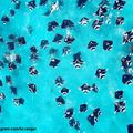 The mantas of Hanifaru bay