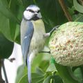 Roguidine : les mésanges bleues sont de retour