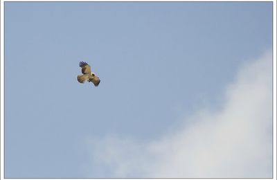 Au rendez-vous de l'aigle botté ....