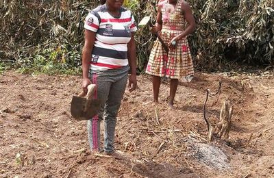 Sécurité Alimentaire au Cameroun : Le Rôle Prépondérant des Femmes dans la Chaîne Alimentaire 