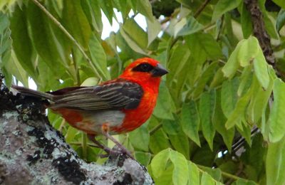 Le Foudi rouge des Seychelles