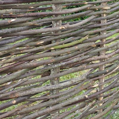 Un plessis près de la haie