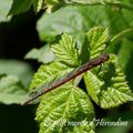 Jolies rencontres lors d'une promenade 1