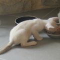 Jouer, manger, dormir: une vie de chaton.