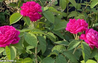 Une incontournable rose ancienne à l'incroyable parfum